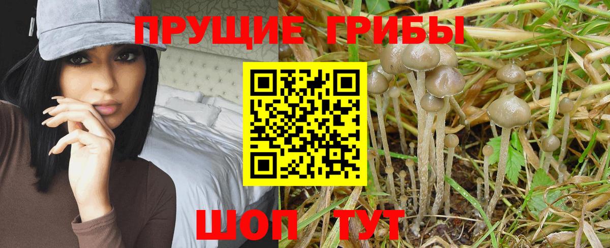 Галлюциногенные грибы Psilocybe  Псилоцибиновые грибы GOLDEN TEACHER  Вход с VPN  Борисоглебск 